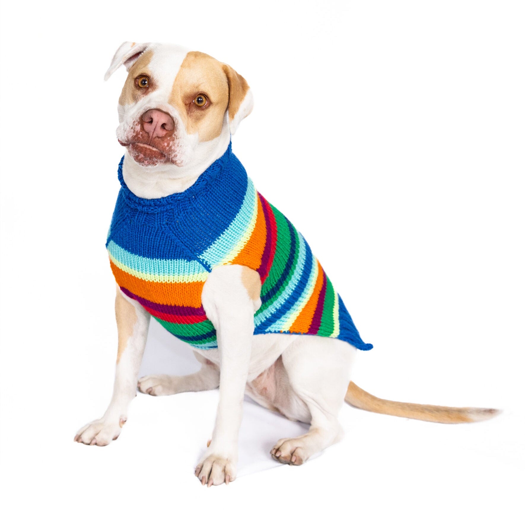 Dog wearing a colorful striped sweater on a white background