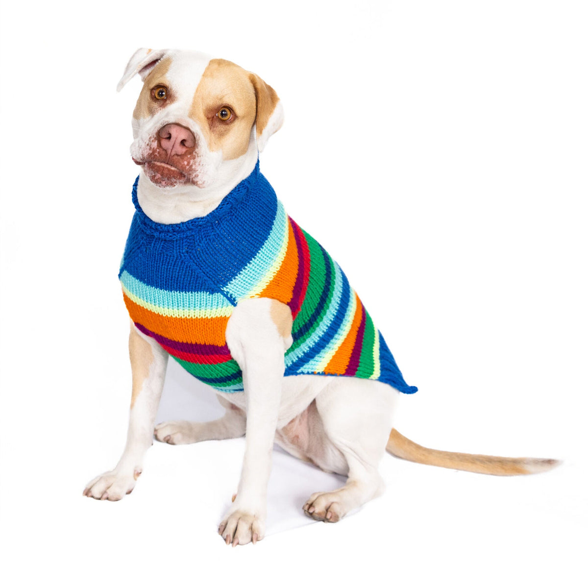 Dog wearing a colorful striped sweater on a white background