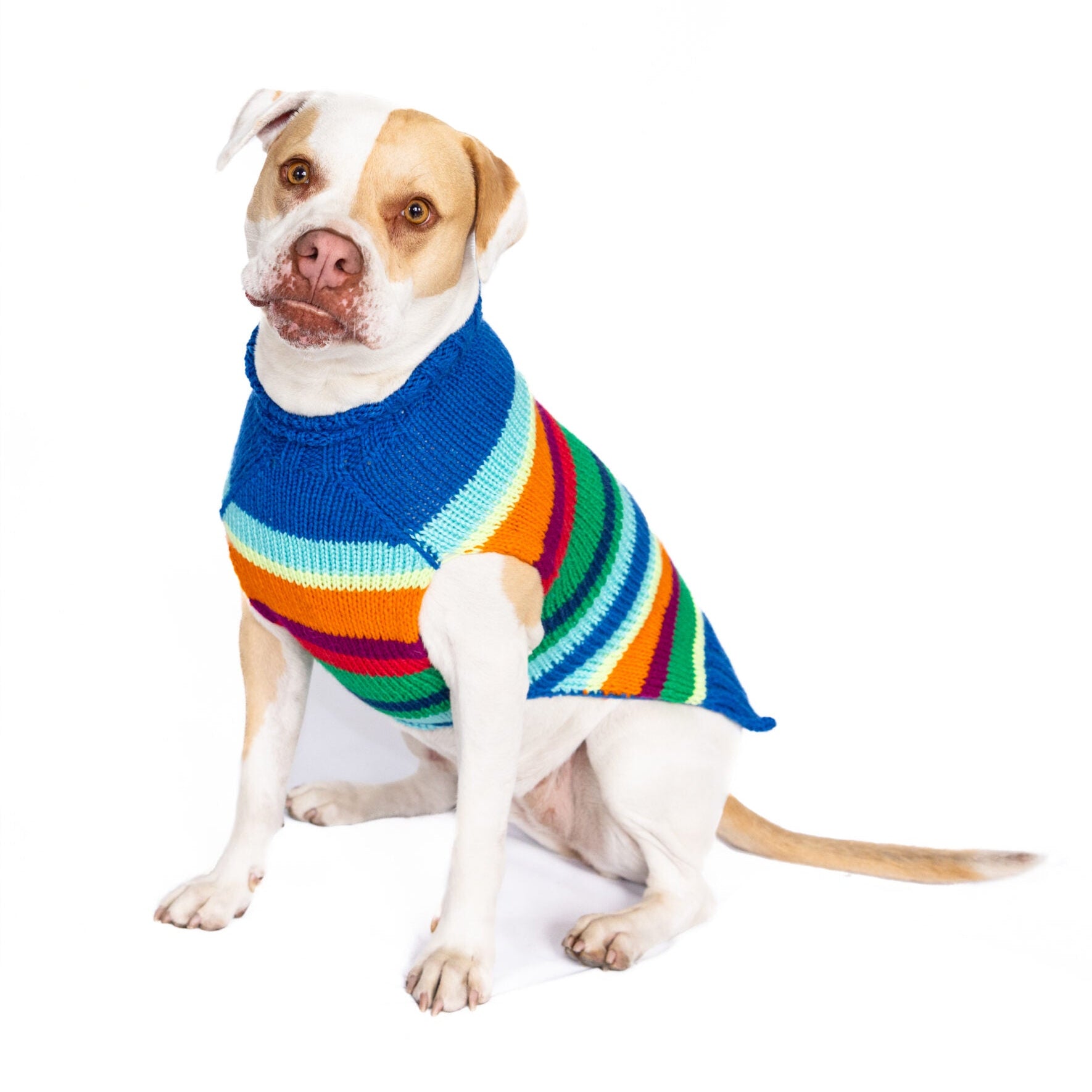 Dog wearing a colorful striped sweater on a white background