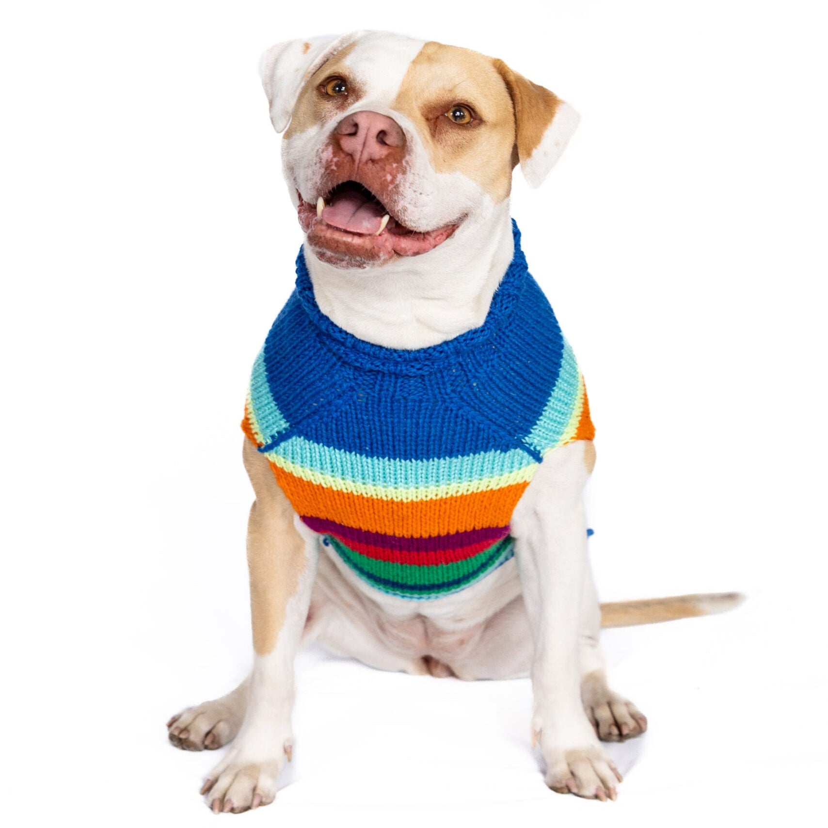 Dog wearing a colorful striped sweater on a white background