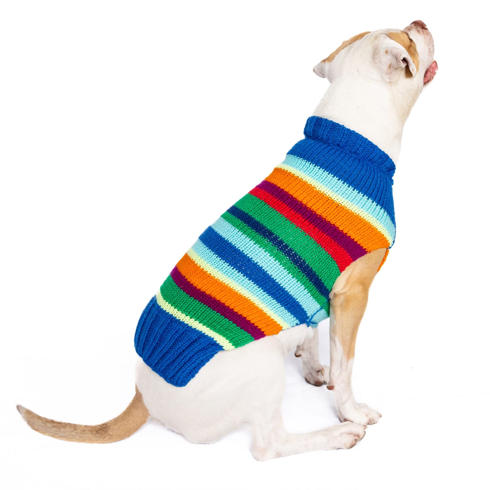 Dog wearing a colorful striped sweater on a white background