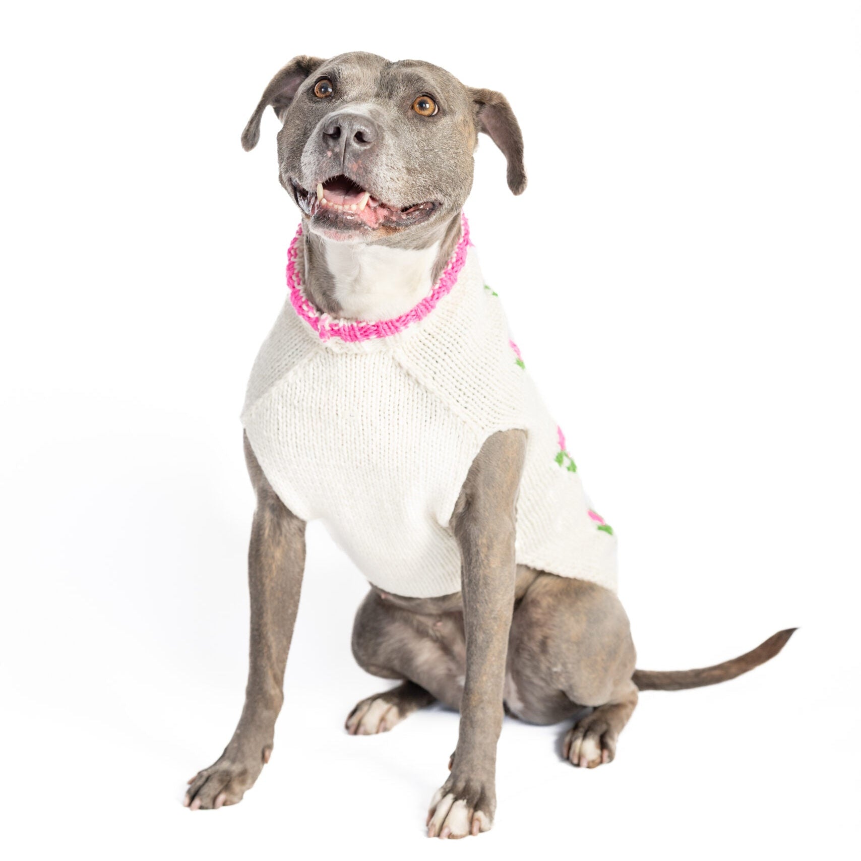 Dog wearing a white shirt with pink trim on a white background