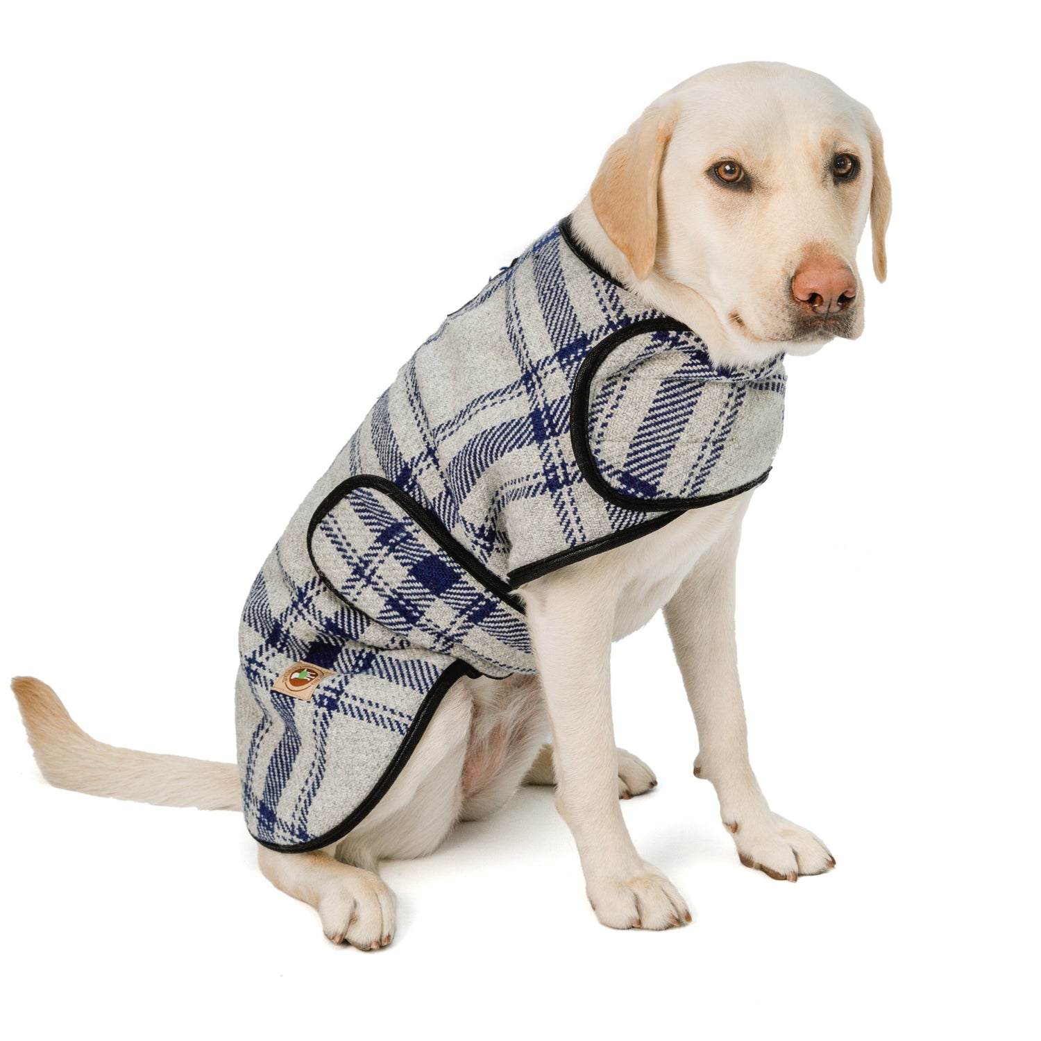Dog wearing a plaid coat on a white background