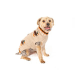 Dog wearing a Halloween-themed sweater on a white background
