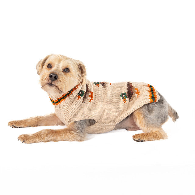 Dog wearing a patterned sweater on a white background