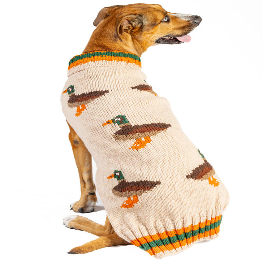 Dog wearing a sweater with duck pattern on a white background