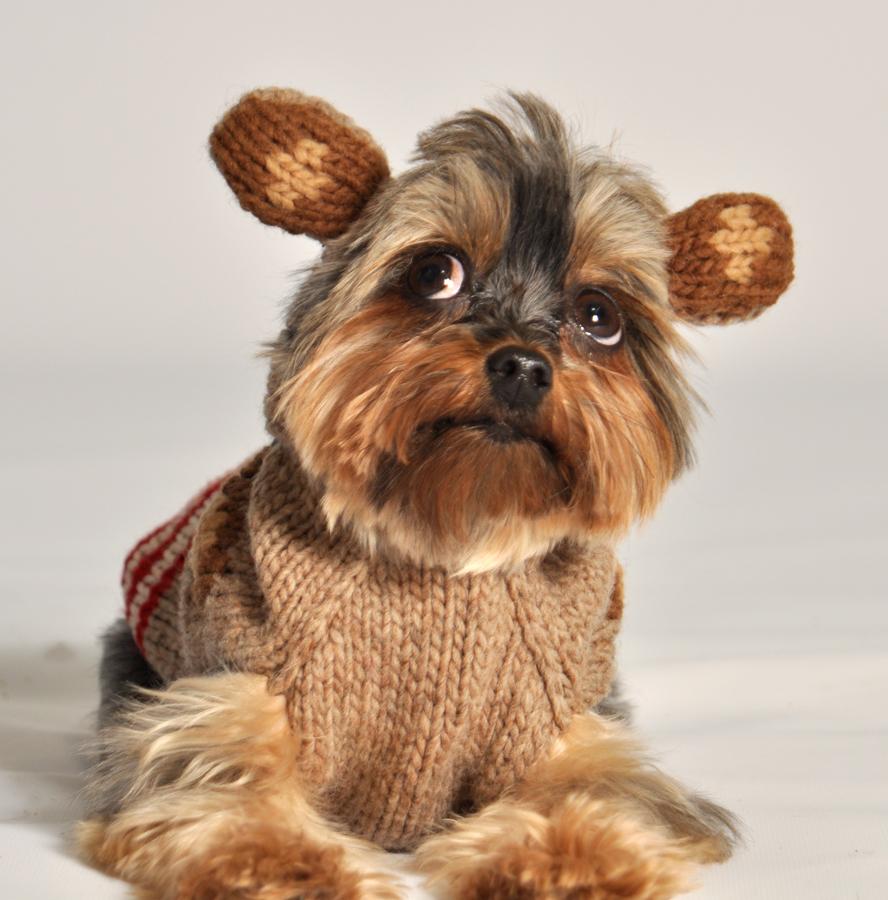 MONKEY HOODIE - FRONT dog sweater