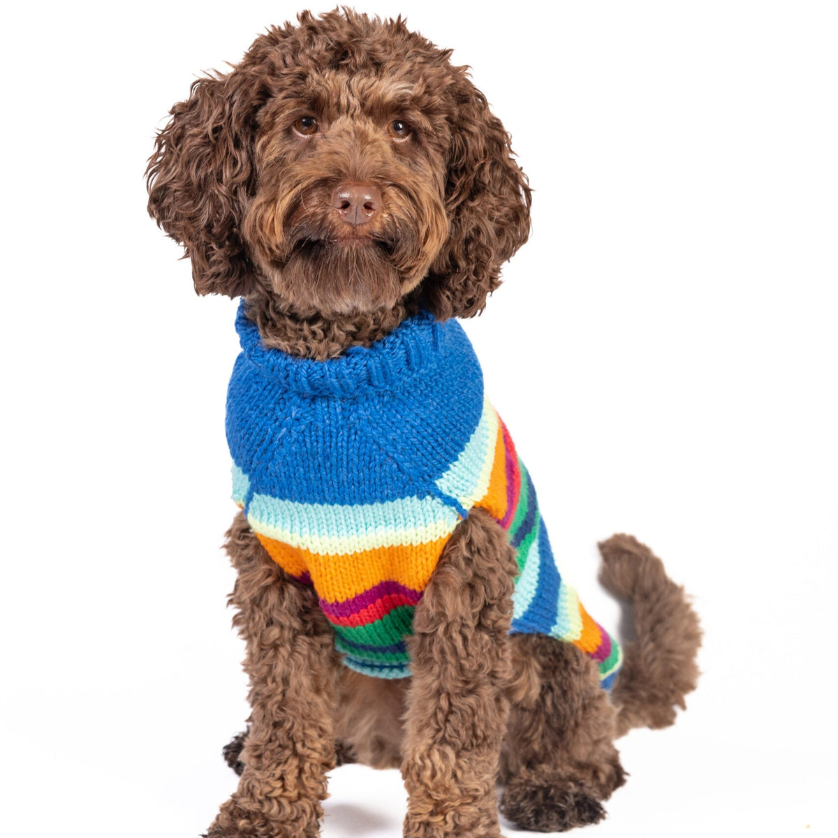Dog wearing a colorful sweater on a white background