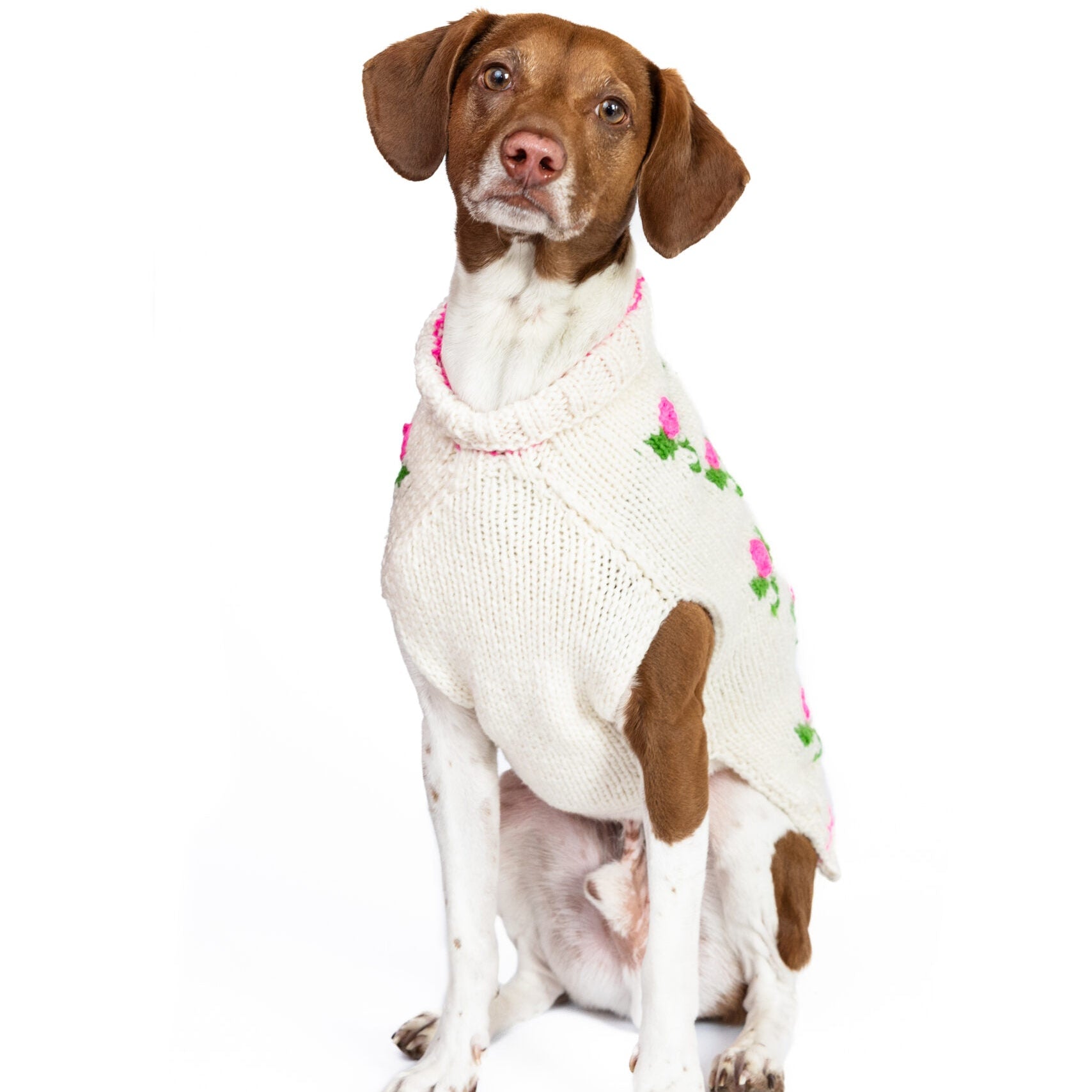 Dog wearing a white sweater with pink floral patterns on a white background