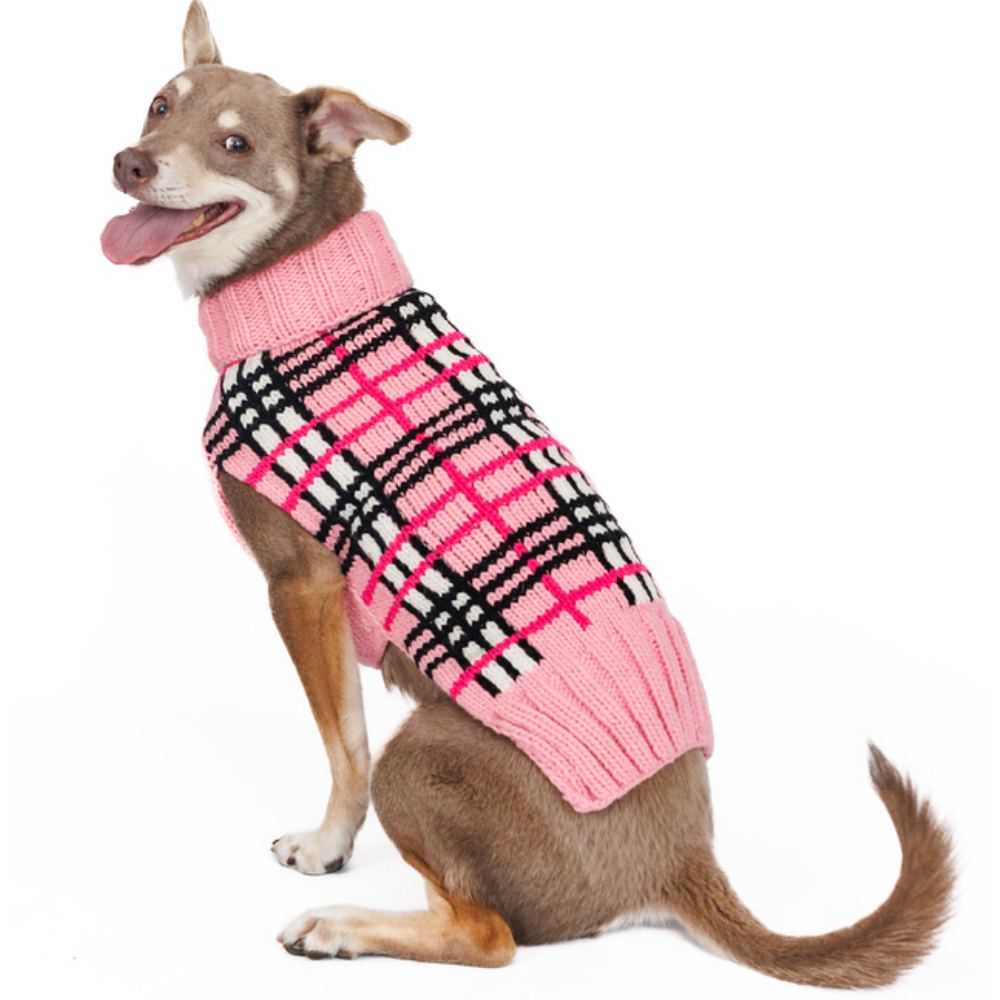 Dog wearing a pink and black checkered sweater on a white background