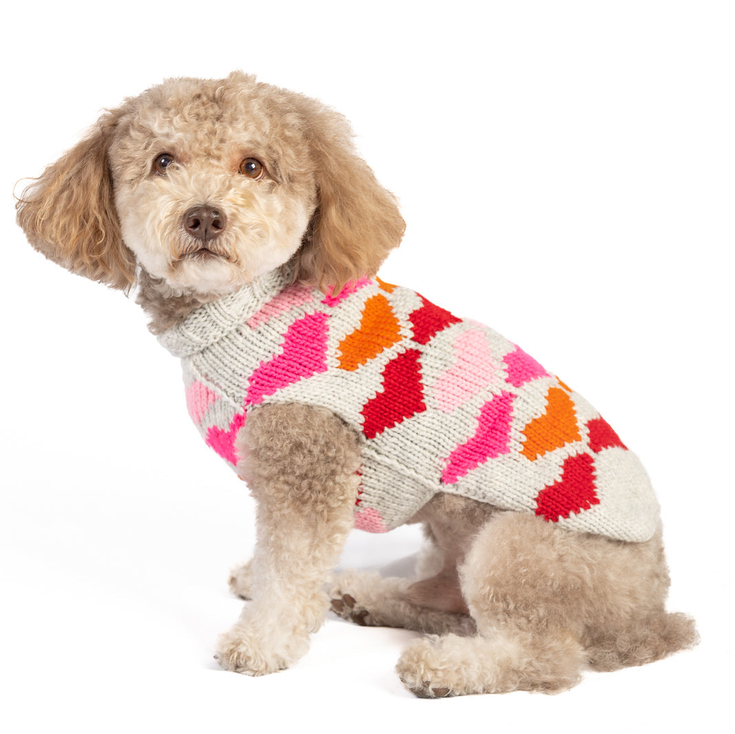 Dog wearing a colorful sweater on a white background