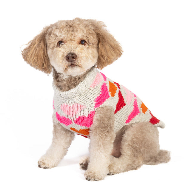 Small dog wearing a colorful sweater on a white background
