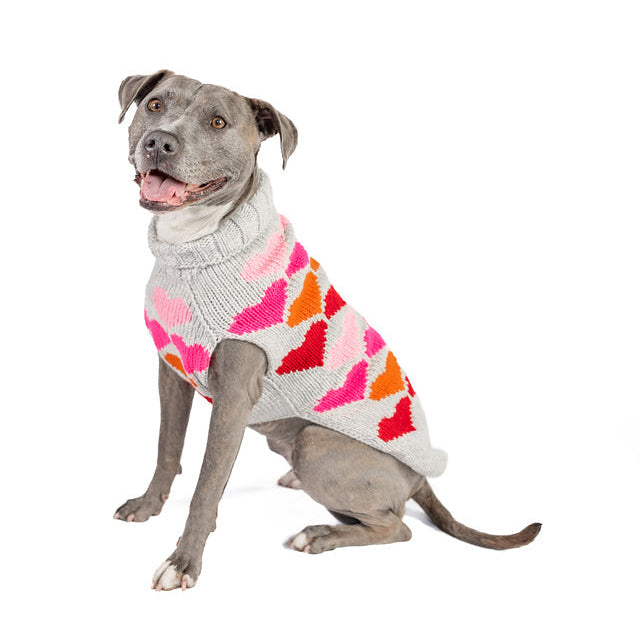 Dog wearing a colorful sweater on a white background