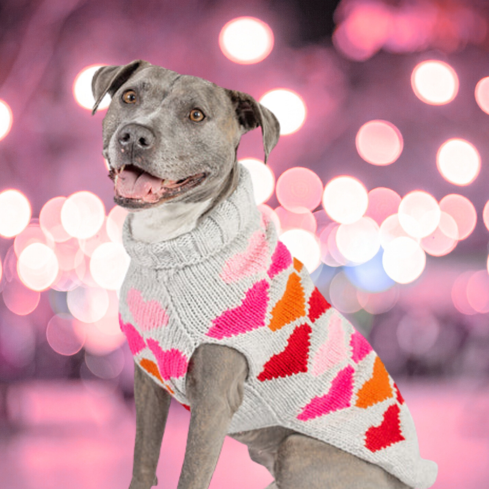 Puppy Love dog sweater blurred background lights