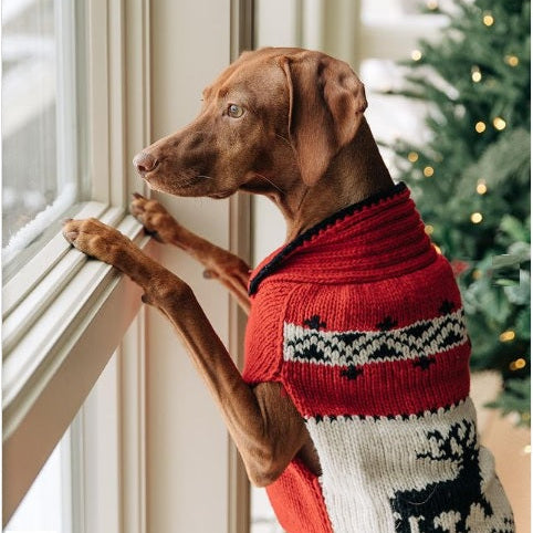 Dog wearing a red and white patterned sweater looking out a window with a Christmas tree in the background.