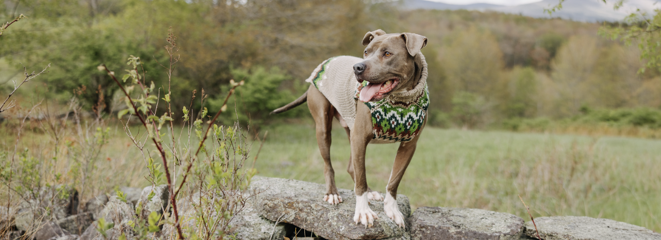 Dog wearing a patterned harness standing on a rock in a natural setting