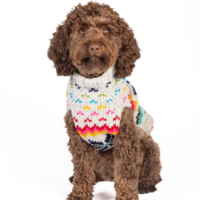 Brown dog wearing a colorful knitted sweater on a white background