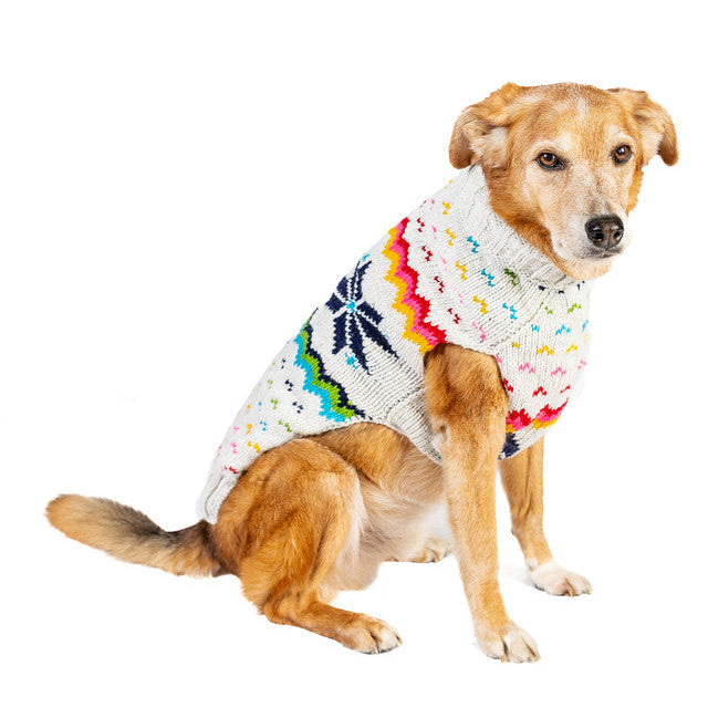 Dog wearing a colorful sweater on a white background