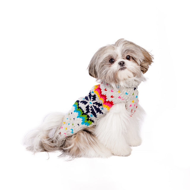 Small dog wearing a colorful sweater on a white background
