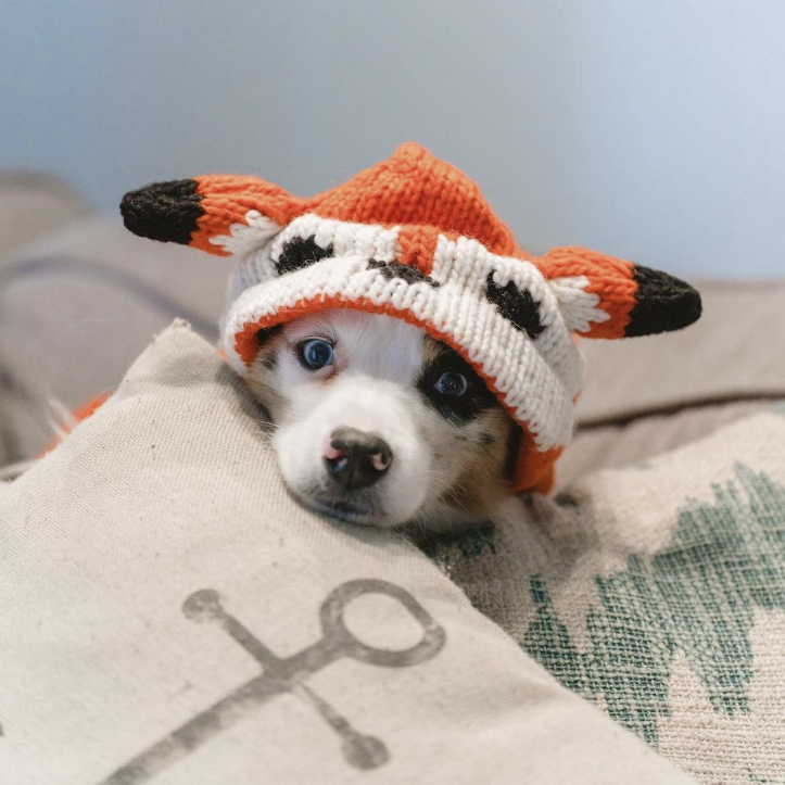 How Do You Choose a Dog Sweater badge