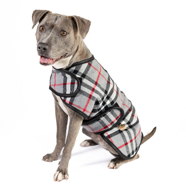 Dog wearing a plaid patterned dog coat on a white background