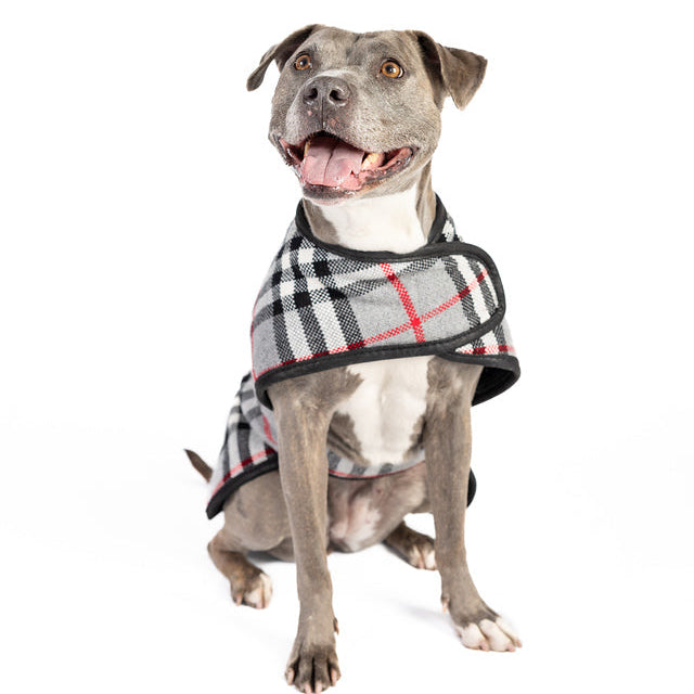 Dog wearing a plaid coat on a white background