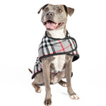Dog wearing a plaid coat on a white background
