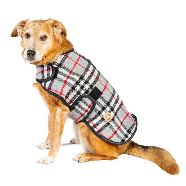 Dog wearing a plaid coat on a white background