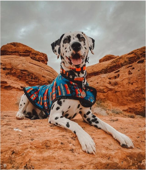 Dalmatian dog wearing a colorful coat sitting on rocky terrain with a cloudy sky.
