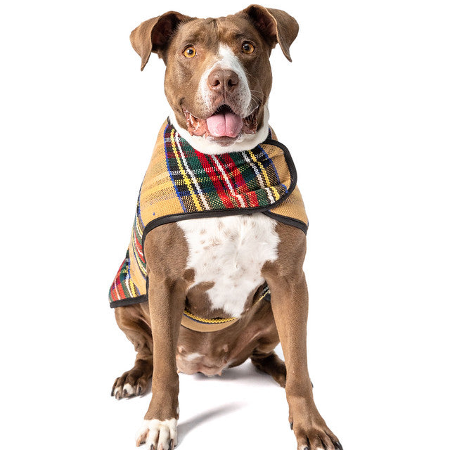 Dog wearing a plaid harness on a white background