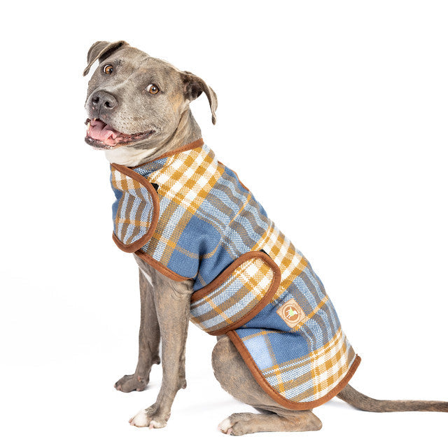Dog wearing a plaid coat on a white background