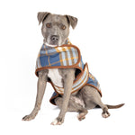 Dog wearing a plaid coat on a white background