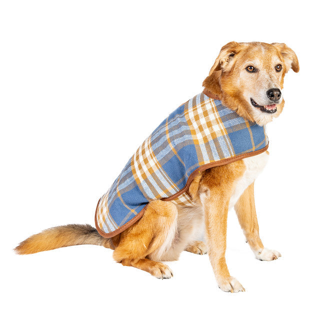 Dog wearing a blue and yellow plaid coat on a white background