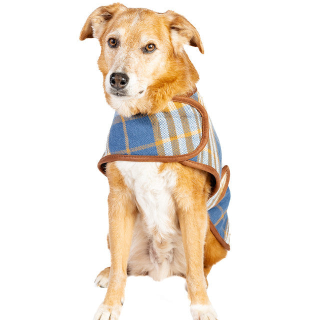 Dog wearing a plaid sweater on a white background
