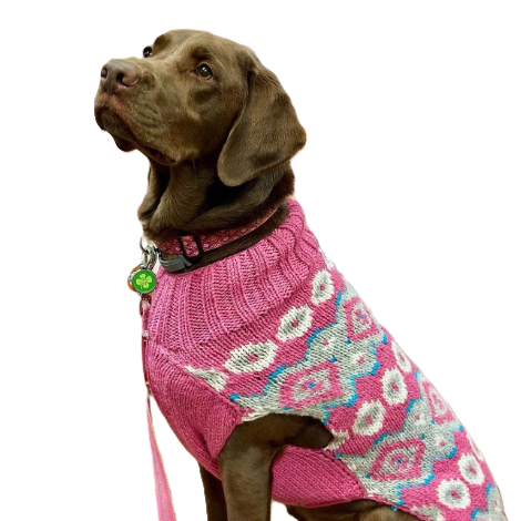 Dog wearing a pink sweater with a white floral pattern on a white background