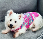 Small white dog wearing a pink sweater on a gray couch