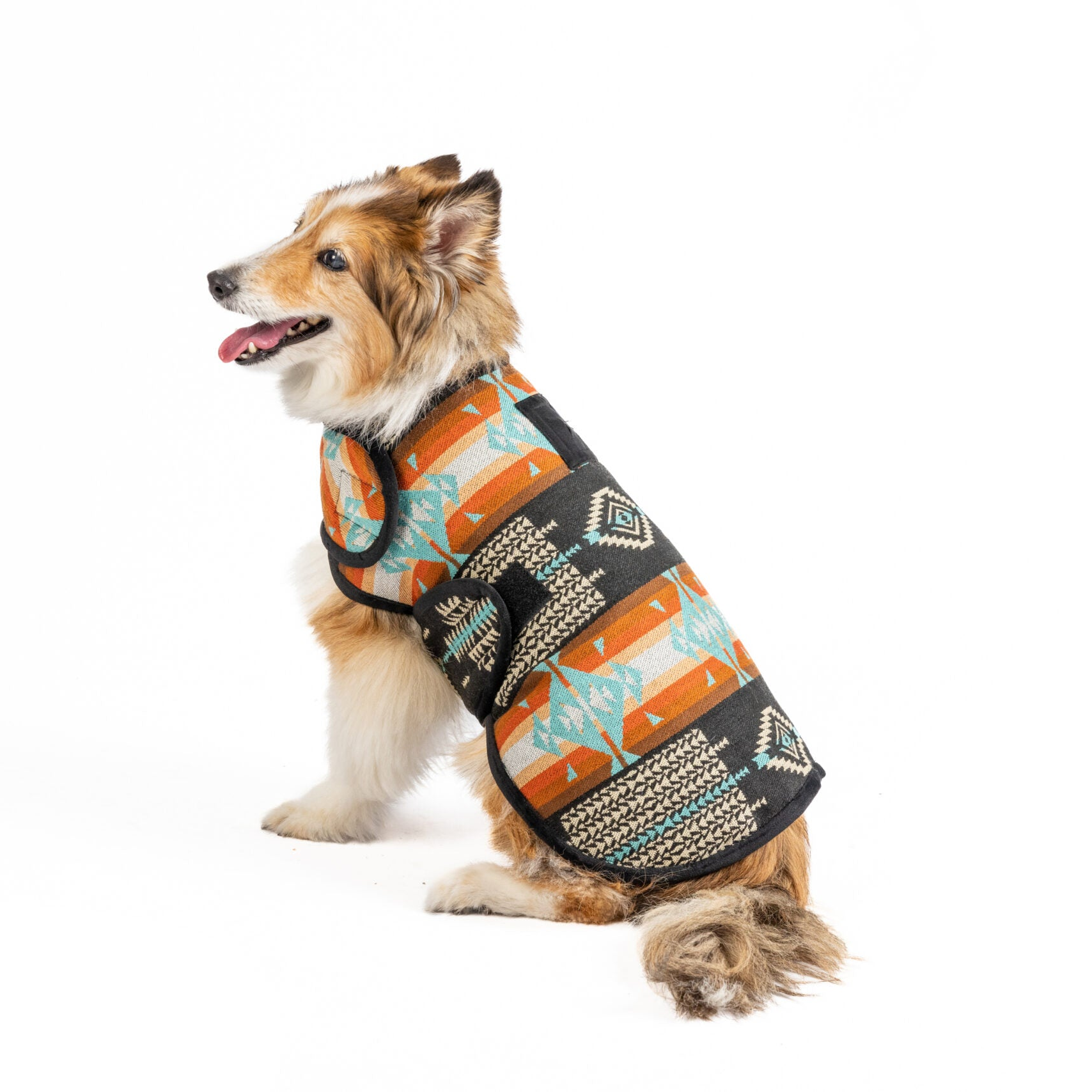 Dog wearing a patterned dog coat on a white background