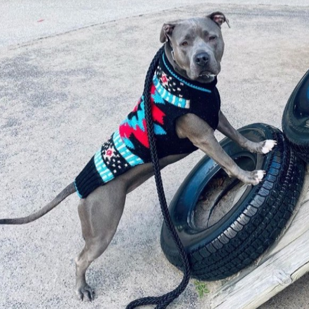 Pitbull wearing southwestern sweater with tire