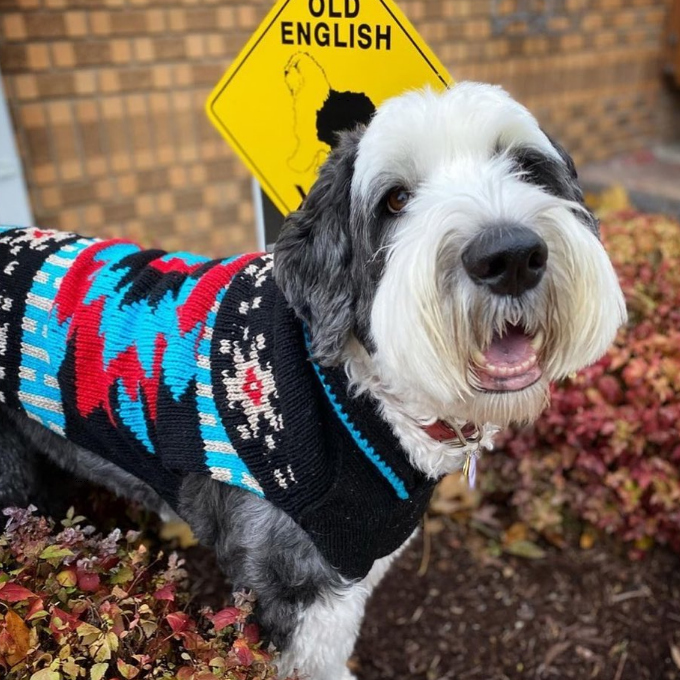 Dog wearing a colorful sweater standing in front of an 'Old English' sign.