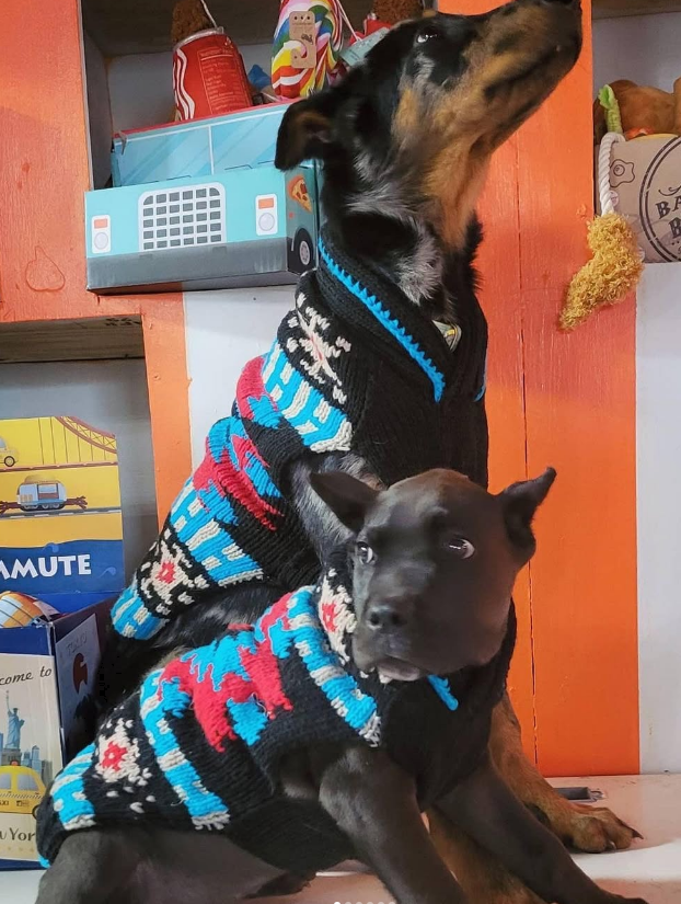 Two dogs wearing colorful sweaters in a room with various items on shelves.