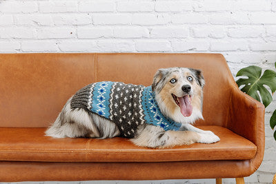 Dog wearing a sweater on a brown couch with a white brick wall background