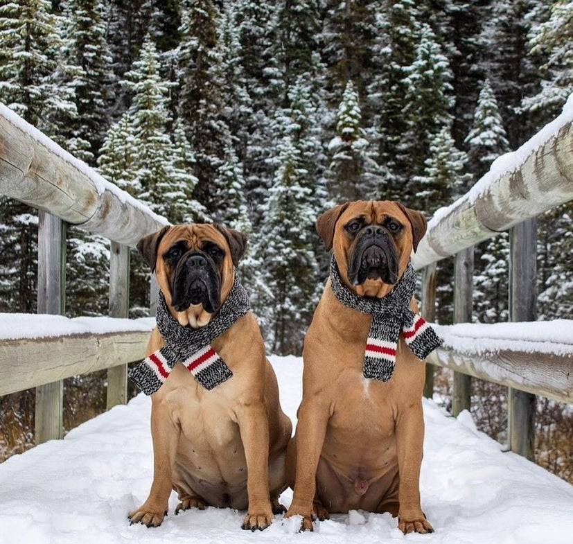 Two dogs wearing scarves sitting on a snow-covered bridge with a forest in the background.