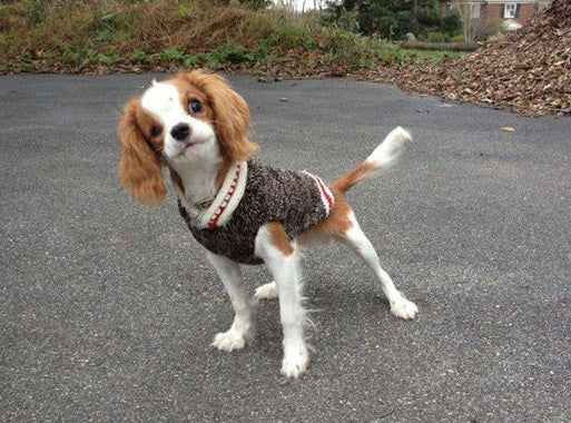 boyfriend dog sweater