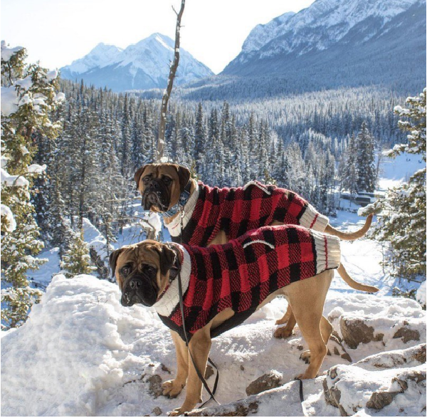 Two dogs wearing red and black checkered sweaters in a snowy mountain landscape.