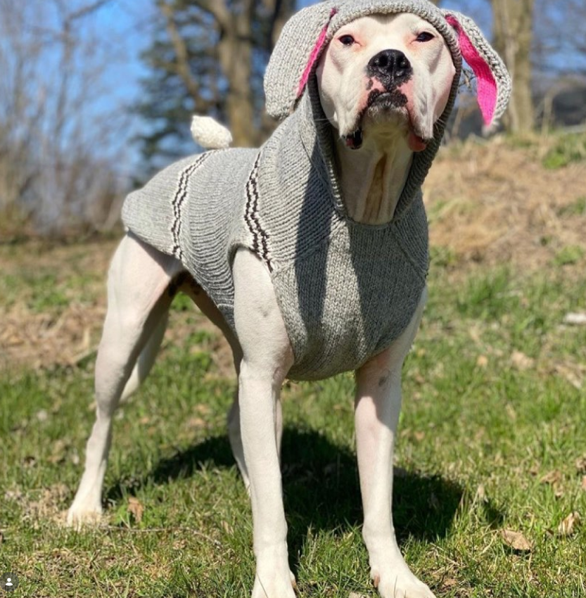 Dog wearing a gray knitted sweater with a hood outdoors on a grassy area.