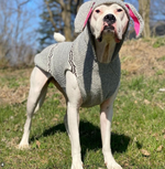 Dog wearing a gray knitted sweater with a hood outdoors on a grassy area.