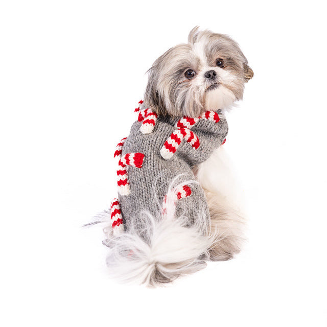 Dog wearing a festive sweater with candy cane pattern on a white background