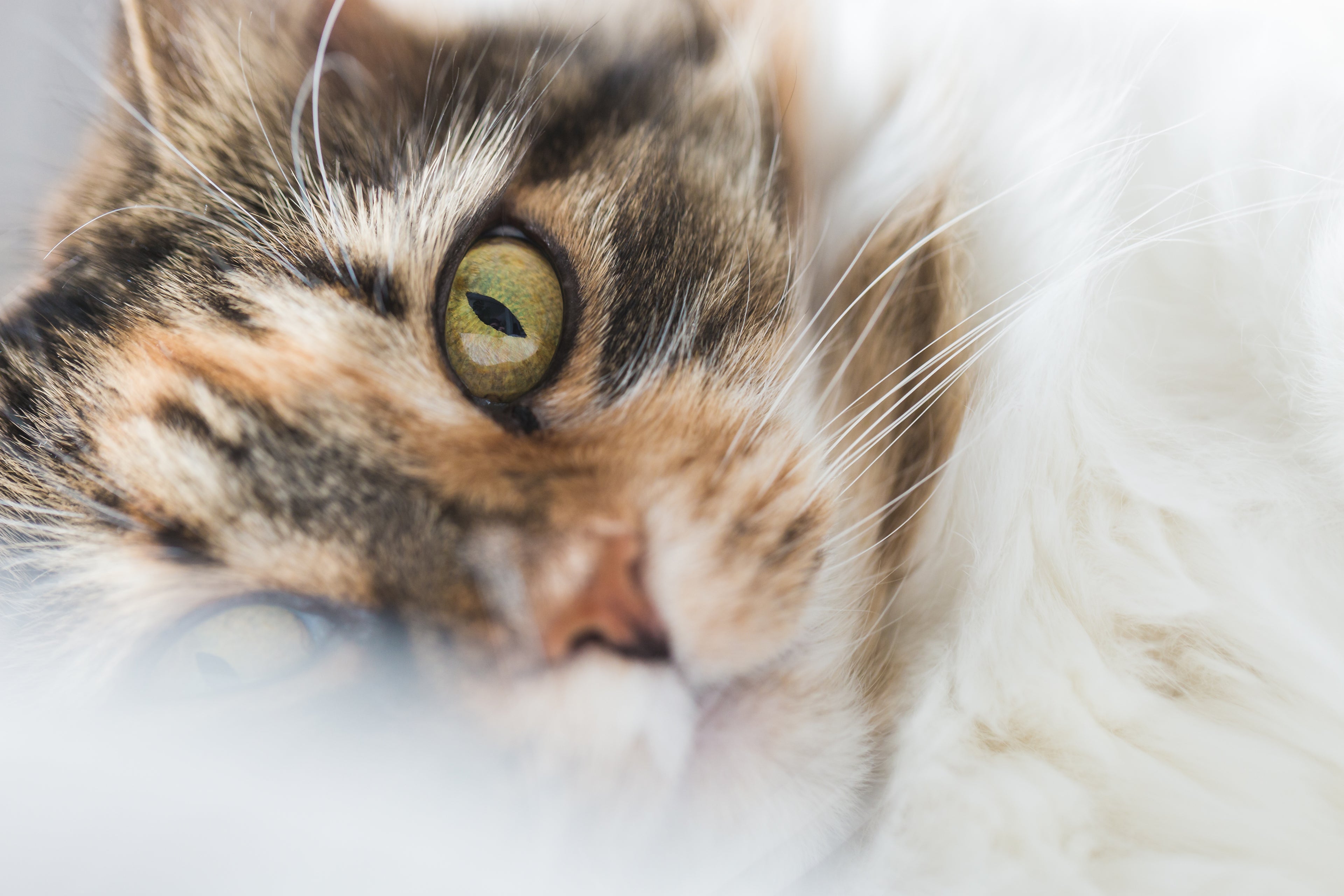 cats-face-closeup
