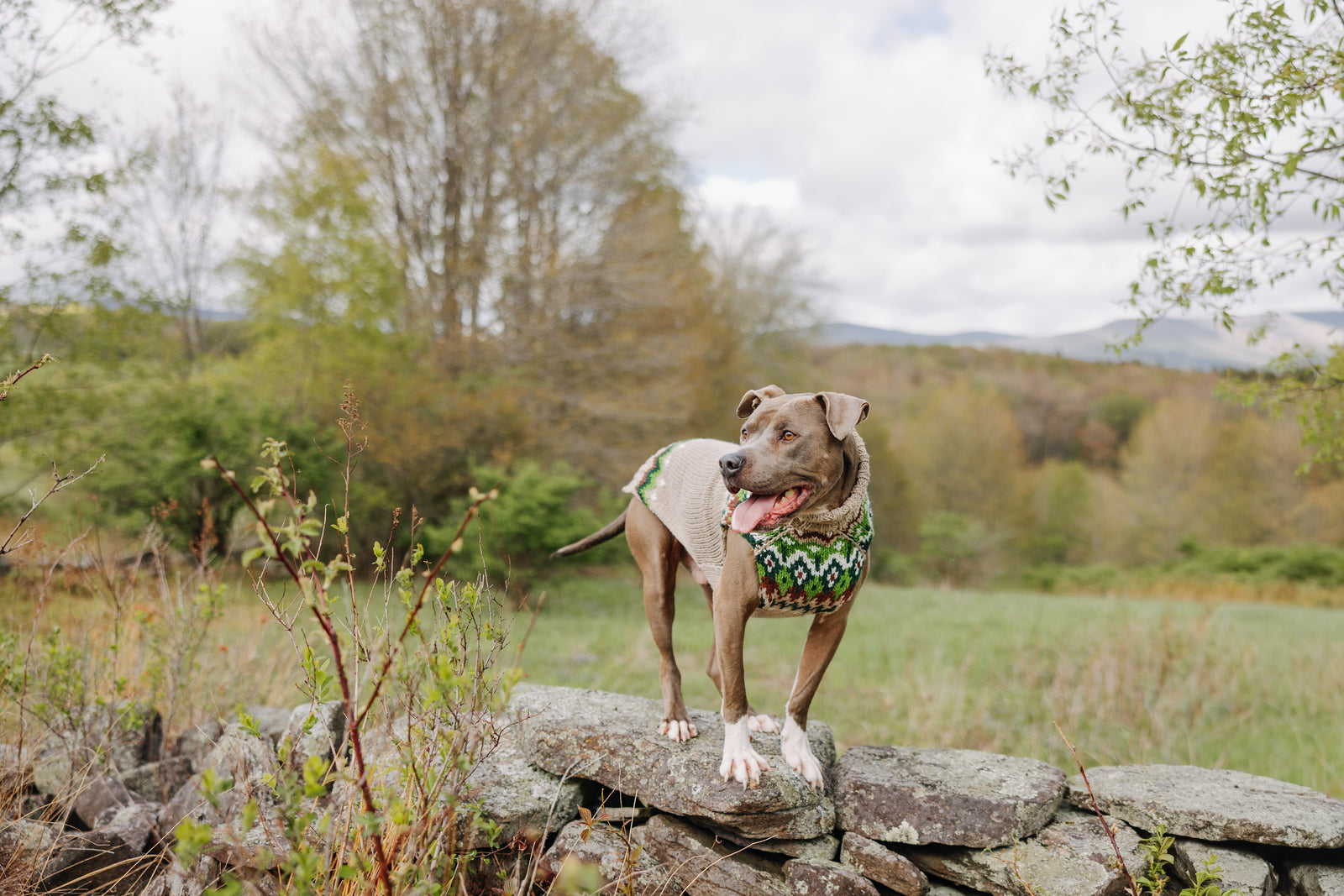 Dog wearing a bandana standing on a stone wall in a natural setting with trees and fields.