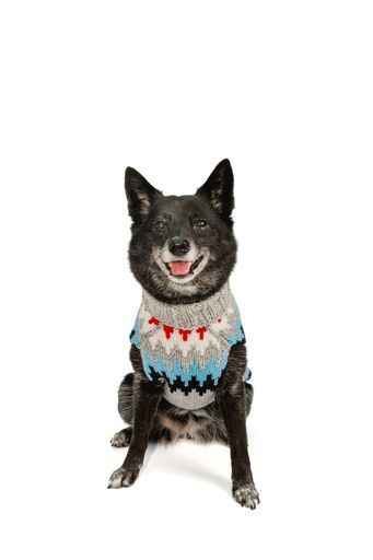 Gray Chevron Dog Sweater XL